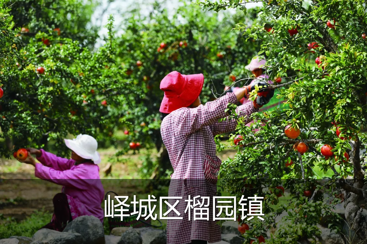 峄城区榴园镇