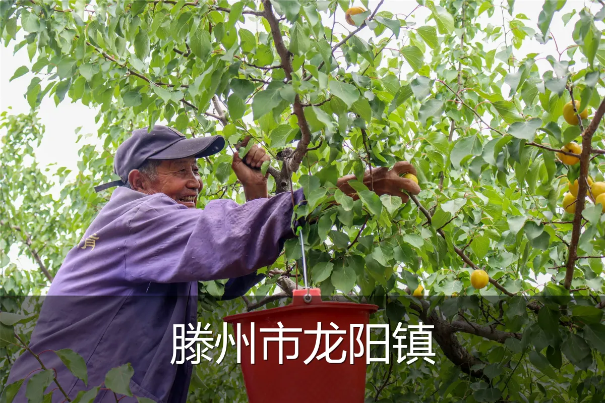 滕州市龙阳镇